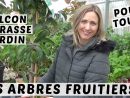 🍎 Du Balcon Au Jardin : Des Arbres Fruitiers Pour Tous Avec Les Pepinières  Poullain avec Quel Arbre Fruitier Pour Petit Jardin