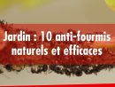 Femme Actuelle - Jardin : 10 Anti-Fourmis Naturels Et Efficaces intérieur Anti Fourmi Jardin