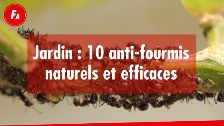 Femme Actuelle – Jardin : 10 Anti-Fourmis Naturels Et Efficaces intérieur Anti Fourmi Jardin