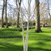 File:10 Avril 2019 - 5 - Visite De Keukenhof - Canon - 216 ... serapportantà Jardin De Keukenhof
