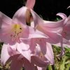 File:amaryllis Belladonna 01.jpg - Wikimedia Commons destiné Amaryllis De Jardin