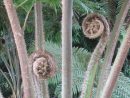 File:cyathea Robusta (Jardin Des Plantes De Paris) Close-Up ... concernant Fougere Jardin