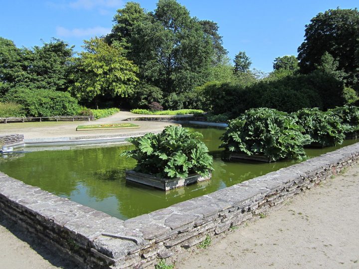 File:jardin Des Plantes D'avranches – Bassin Des Gunneras … dedans Plante Bassin De Jardin