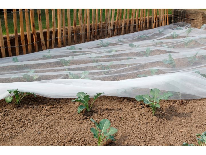 Filet Anti-Insectes Biocontrol 3,30X10M – Protection Des … encequiconcerne Filet De Protection Jardin