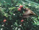 Filet Oiseaux 5X10M - Gamm Vert avec Filet De Jardin À Oiseaux