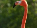 Flamingo On Freemages pour Flamant Rose Jardin