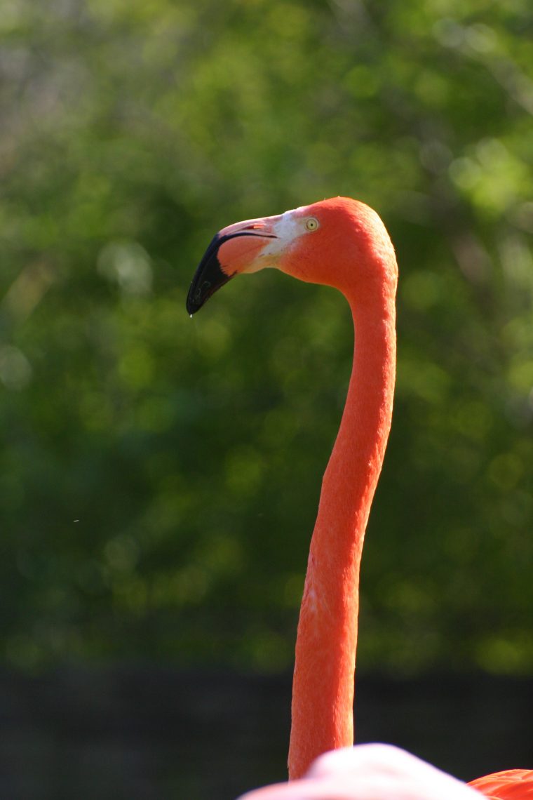 Flamingo On Freemages pour Flamant Rose Jardin