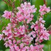 Fleur Vivace : Conseils De Plantation serapportantà Arbre Pour Petit Jardin