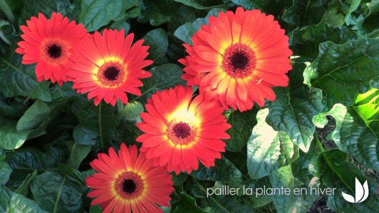 Fleurs Du Jardin : Le Gerbera Garvinea – Jardinerie Truffaut Tv à Truffaut Abri De Jardin