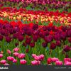 Flower Field Colourful Tulips Spring Colorful Tulips ... tout Jardin De Keukenhof