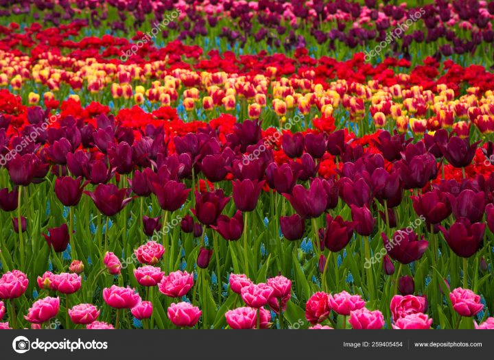 Flower Field Colourful Tulips Spring Colorful Tulips … tout Jardin De Keukenhof