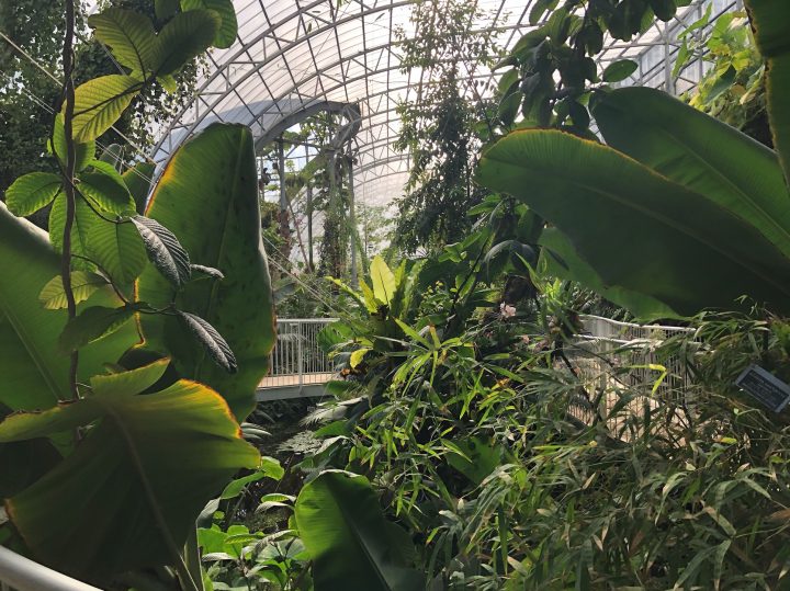 Forêt Tropicale Et Espèces Rares, Ce Jardin De Jérusalem Qui … encequiconcerne Serre De Jardin Occasion