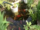 Gestion De L'eau Au Jardin : Un Bassin Sans Pompe Ni Filtre ... à Bassin De Jardin Pour Poisson