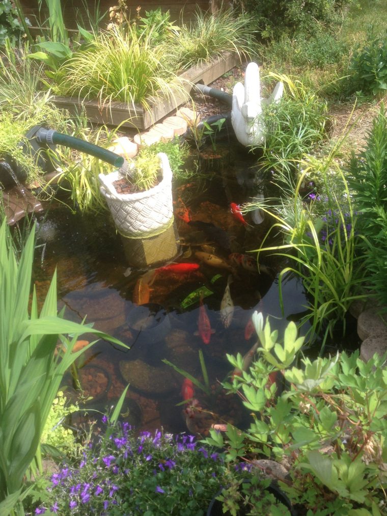 Gestion De L'eau Au Jardin : Un Bassin Sans Pompe Ni Filtre … à Bassin De Jardin Pour Poisson