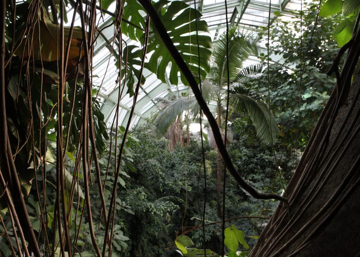 Grandes Serres Du Jardin Des Plantes (Greenhouses … à Serre De Jardin Amazon