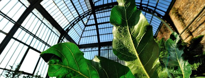 Grandes Serres Du Jardin Des Plantes (Greenhouses) | Muséum … encequiconcerne Verriere Jardin