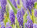 Grape Hyacinth-How To Forage For, Grow Yourself, And Use ... dedans Forage Jardin