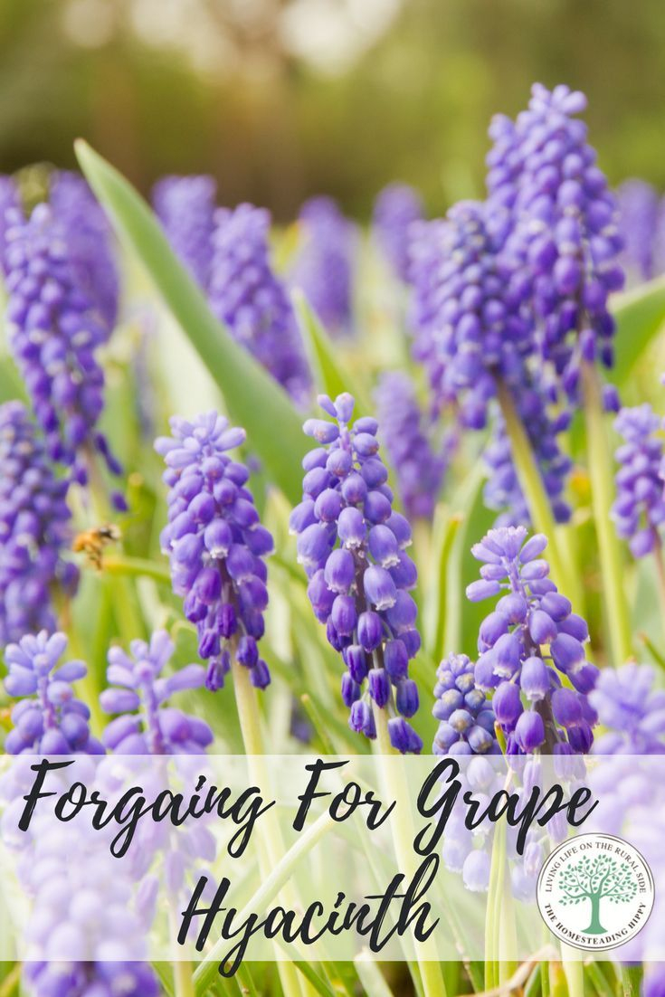 Grape Hyacinth-How To Forage For, Grow Yourself, And Use ... dedans Forage Jardin