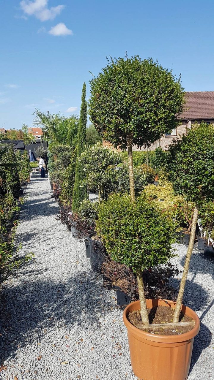 Green Spirit Garden Center — Jardinerie À Linkebeek à Ecorces Jardin