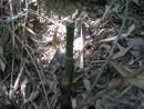 Grinchou-Blog: Tuer/exterminer Des Rhizomes De Bambous Trop ... encequiconcerne Comment Eliminer Les Bambous Dans Un Jardin
