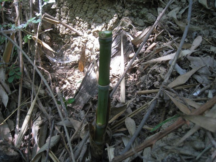 Grinchou-Blog: Tuer/exterminer Des Rhizomes De Bambous Trop … encequiconcerne Comment Eliminer Les Bambous Dans Un Jardin