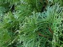 Haie À Croissance Rapide : 10 Arbres Et Arbustes Qui ... destiné Arbre De Jardin A Croissance Rapide