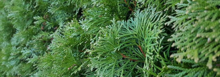 Haie À Croissance Rapide : 10 Arbres Et Arbustes Qui … destiné Arbre De Jardin A Croissance Rapide