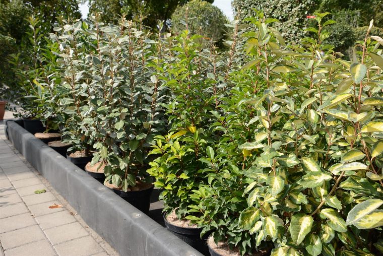 Haie De 15 Arbustes Persistants (Fermeture Visuelle Toute L … serapportantà Buisson Pour Jardin