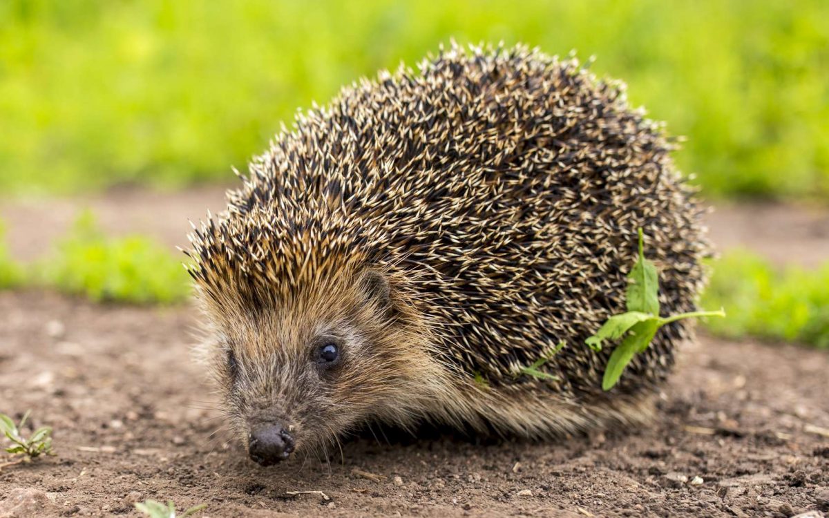 Hérisson : Comment L'accueillir Dans Son Jardin ? destiné Nourriture Hérisson Jardin