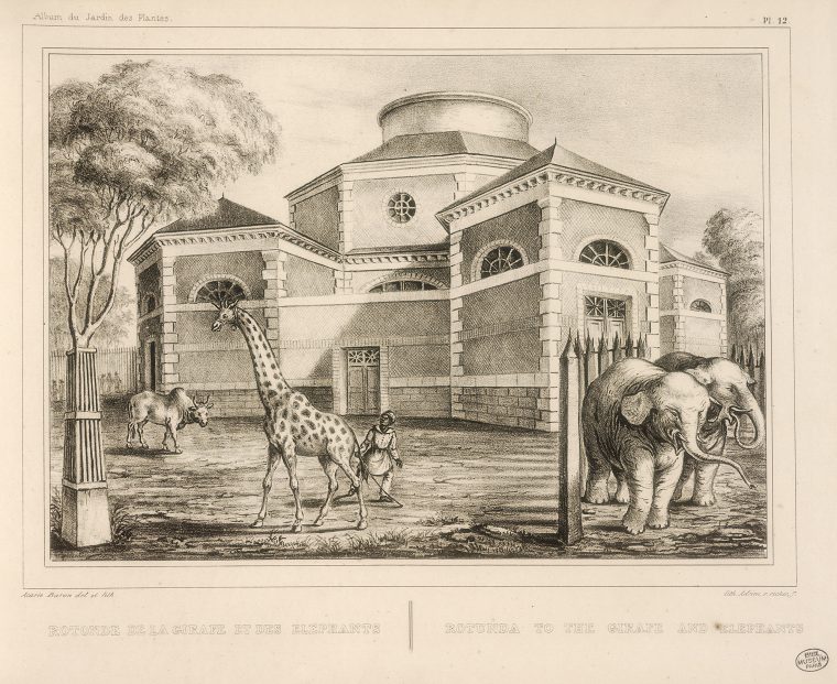 History Of The Ménagerie, The Zoo Of The Jardin Des Plantes … serapportantà Lion En Pierre Pour Jardin