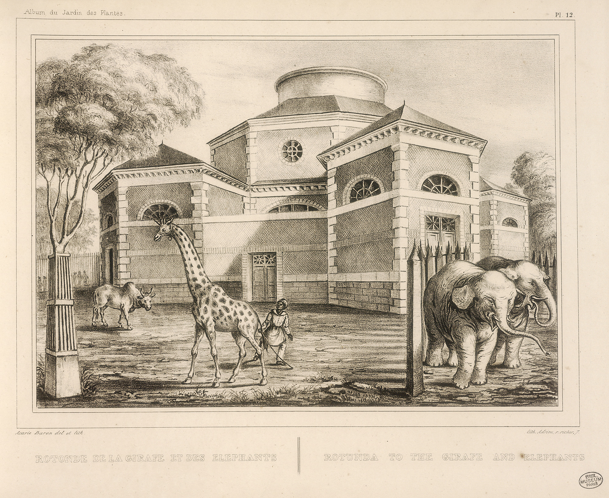 History Of The Ménagerie, The Zoo Of The Jardin Des Plantes ... serapportantà Lion En Pierre Pour Jardin