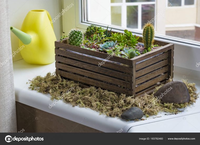 Home Mini Succulent Cactus Garden Arranged Dark Wooden Box … à Jardin Cactus Miniature