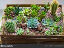 Home Mini Succulent Cactus Garden Arranged Dark Wooden Box ... avec Jardin Cactus Miniature