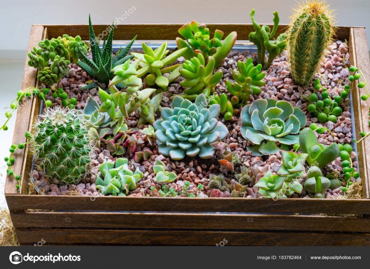 Home Mini Succulent Cactus Garden Arranged Dark Wooden Box … avec Jardin Cactus Miniature