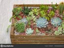 Home Mini Succulent Cactus Garden Arranged Dark Wooden Box ... concernant Jardin Cactus Miniature