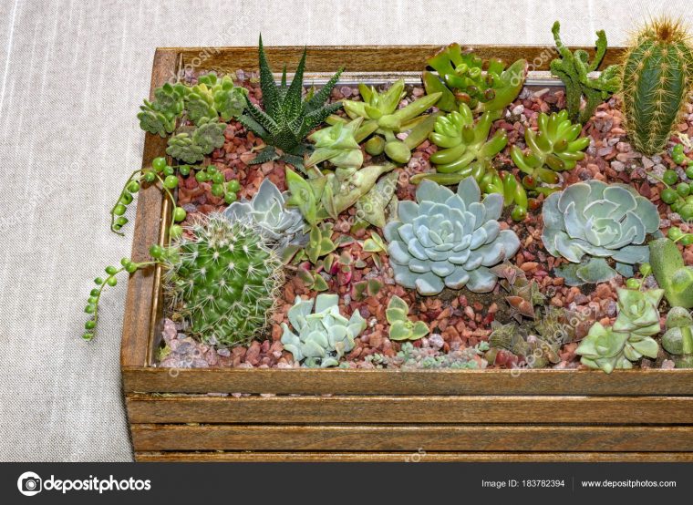 Home Mini Succulent Cactus Garden Arranged Dark Wooden Box … concernant Jardin Cactus Miniature