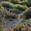 Idées Nature : Un Jardin Sans Eau, C'est Possible tout Idée De Génie Jardin