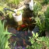 Impressionnant Pompe De Jardin En Fonte intérieur Plante Bassin De Jardin