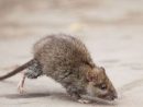 Invasion De Rats Et Souris Dans Une Maison : Que Faire ? avec Comment Se Débarrasser Des Rats Dans Le Jardin