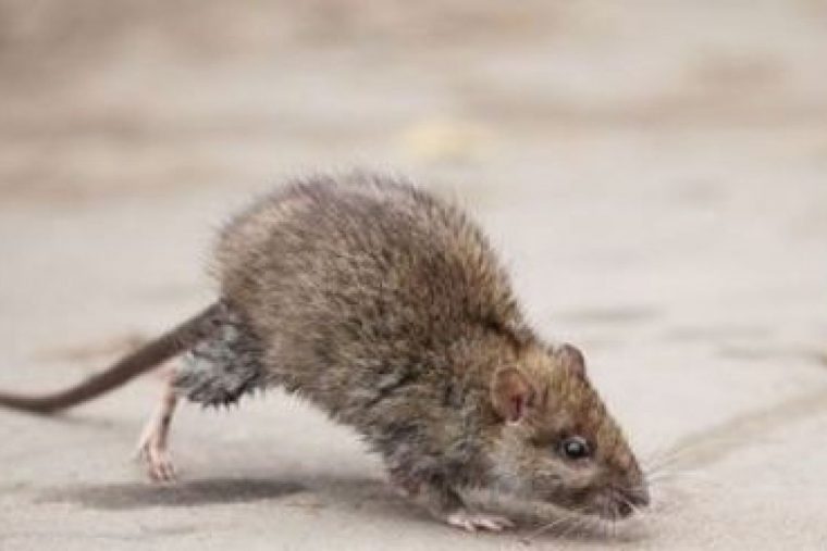 Invasion De Rats Et Souris Dans Une Maison : Que Faire ? avec Comment Se Débarrasser Des Rats Dans Le Jardin