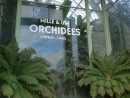 Invasion D'orchidées Dans Les Grandes Serres Du Jardin Des ... concernant Exposition Serre De Jardin