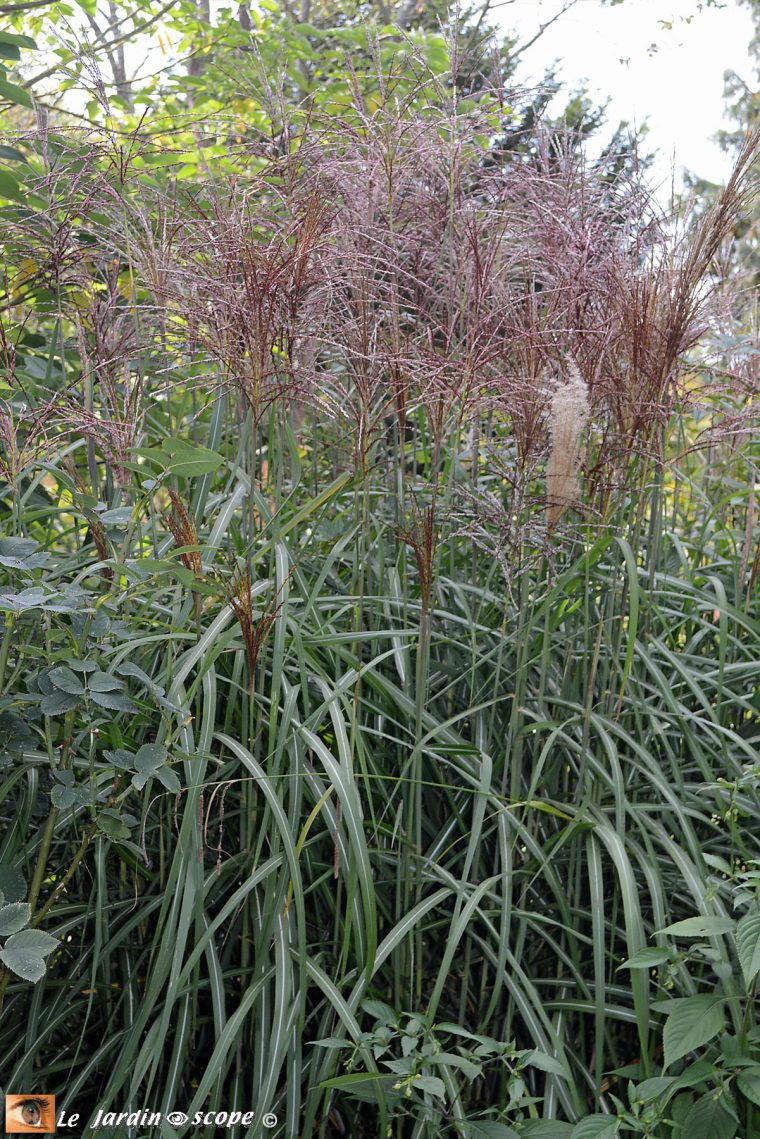 J'ai Testé Le Paillage De Miscanthus Dans Mon Jardin… – Le … intérieur Copeaux De Bois Jardin Pas Cher