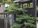 Japanese Pruning, Gate Tree | Petit Jardin Japonais ... à Petit Jardin Japonisant