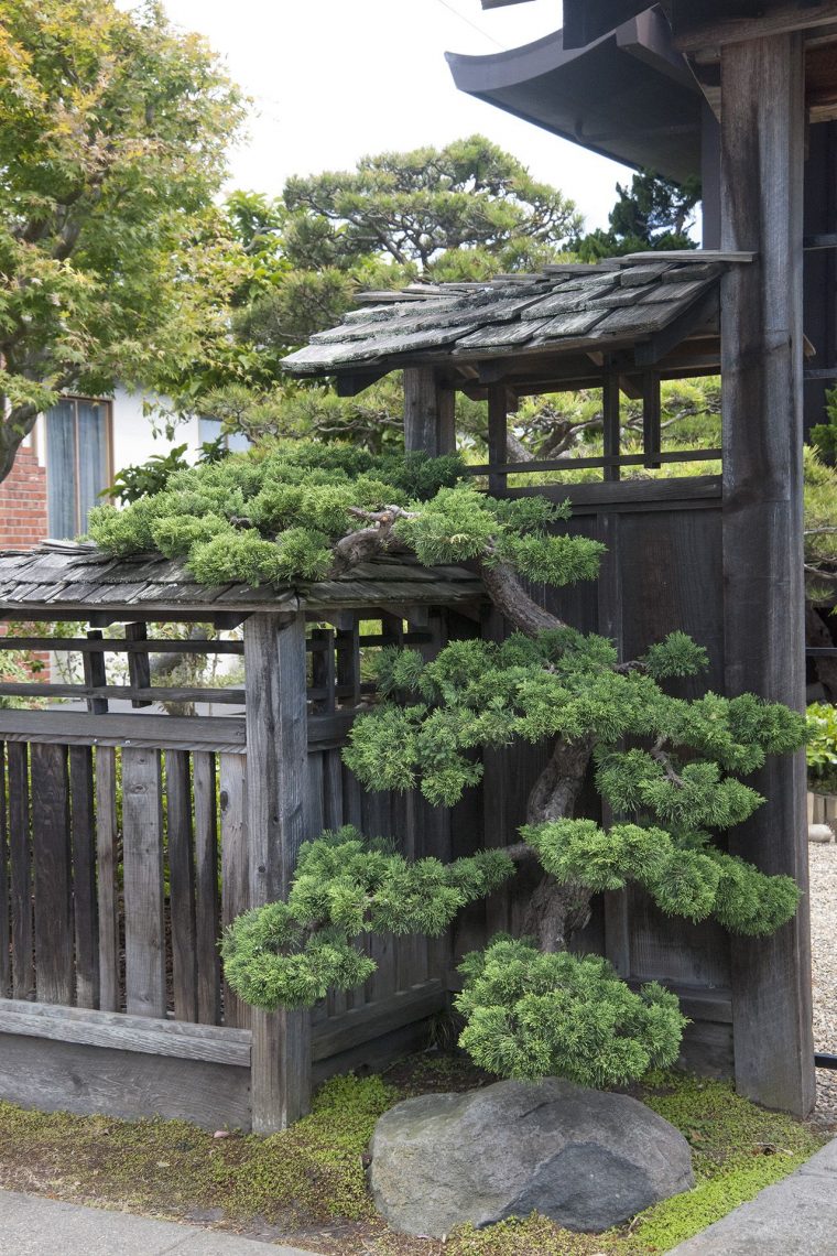 Japanese Pruning, Gate Tree | Petit Jardin Japonais … à Petit Jardin Japonisant
