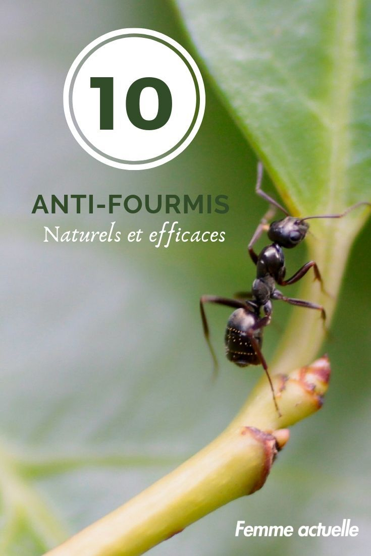 Jardin : 10 Anti-Fourmis Naturels Et Efficaces | Anti ... encequiconcerne Anti Fourmi Jardin