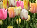 Jardin Ampoules Lot De 2 20 Tulipes À Fleurs De Pivoine En ... destiné Bordure Caoutchouc Jardin
