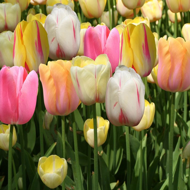 Jardin Ampoules Lot De 2 20 Tulipes À Fleurs De Pivoine En … destiné Bordure Caoutchouc Jardin