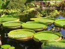 Jardin Botanique Val Rahmeh-Menton | Muséum National D ... pour Jardin Botanique Emploi