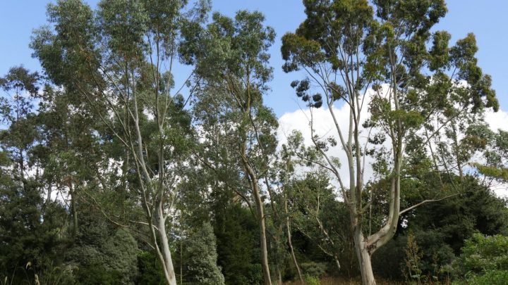 Jardin. Comment Choisir Et Planter Un Eucalyptus tout Ecorces Jardin