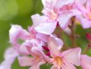 Jardin D'ornement : Botanic®, Arbustes Pour Haie Et Arbres D ... avec Arbustes Decoration Jardin